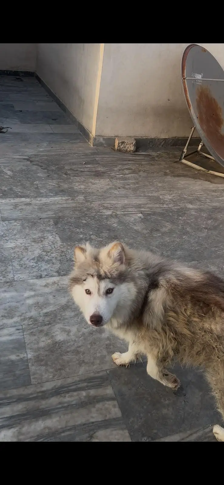 Siberian Husky pair 7 months age for sale — photo 2