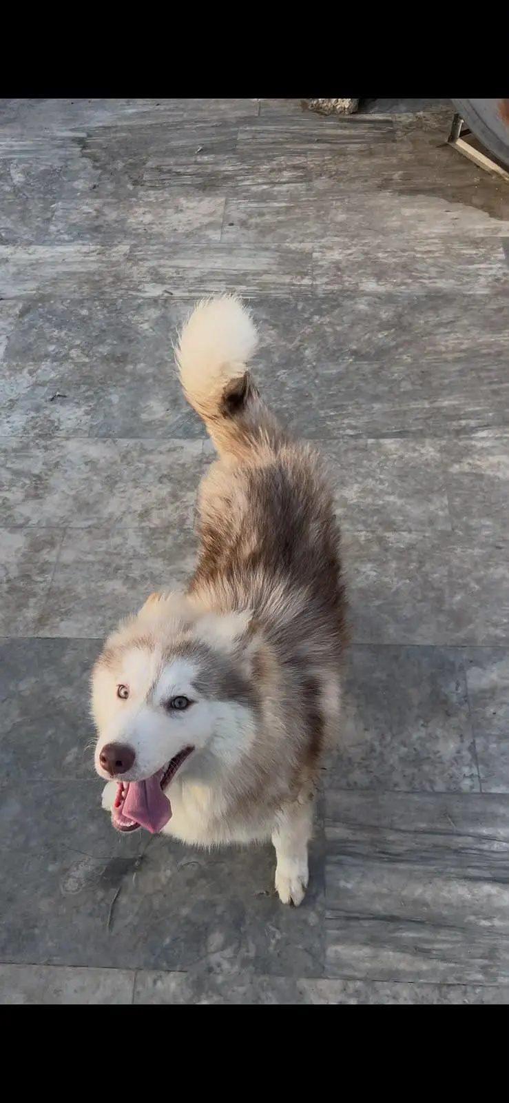 Siberian Husky pair 7 months age for sale — photo 3