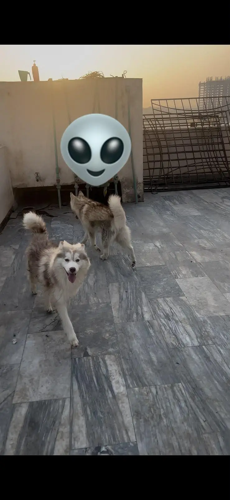 Siberian Husky pair 7 months age for sale — photo 4
