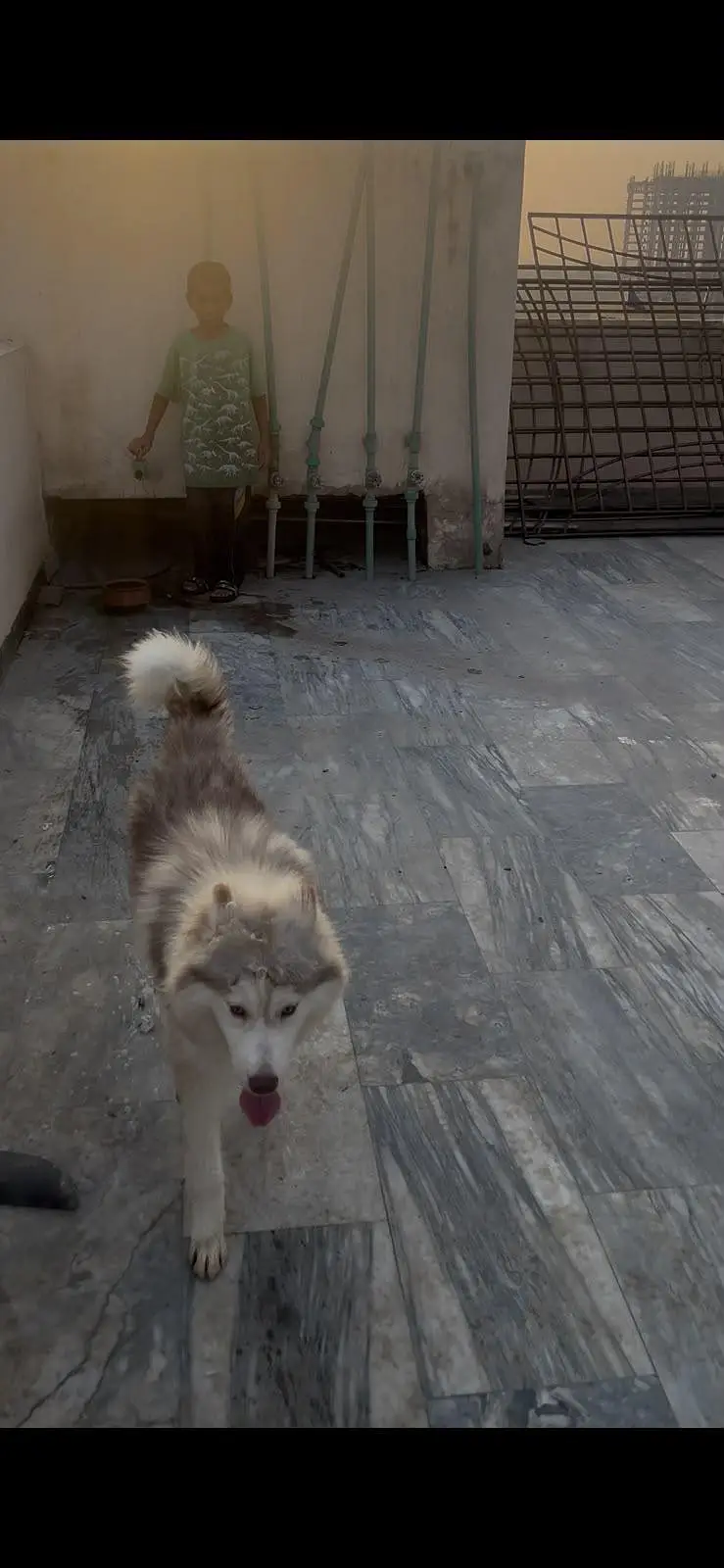 Siberian Husky pair 7 months age for sale — photo 5