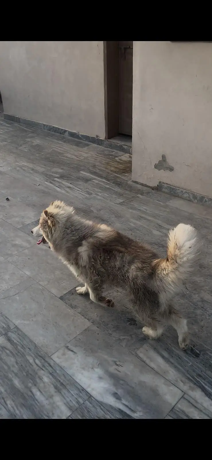 Siberian Husky pair 7 months age for sale — photo 6