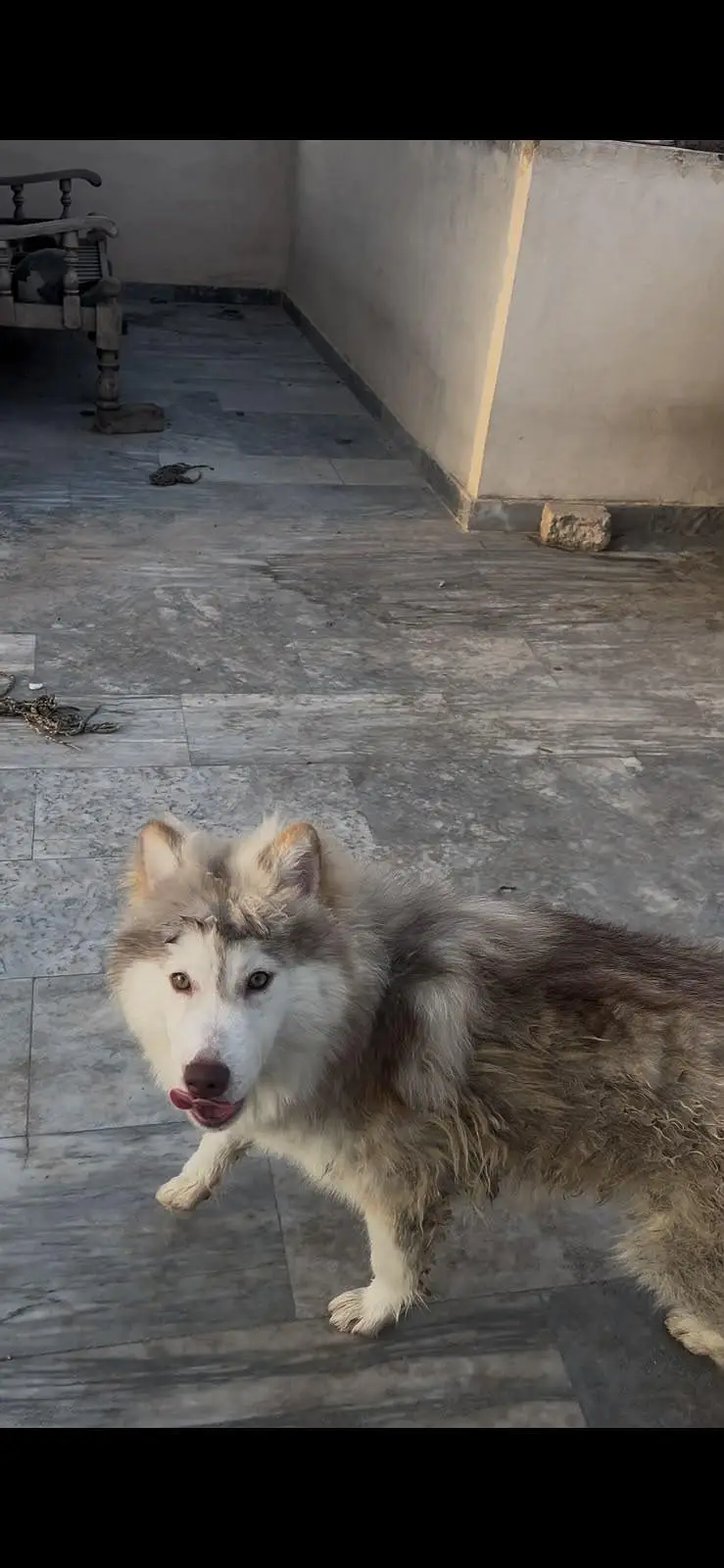 Siberian Husky pair 7 months age for sale — photo 7