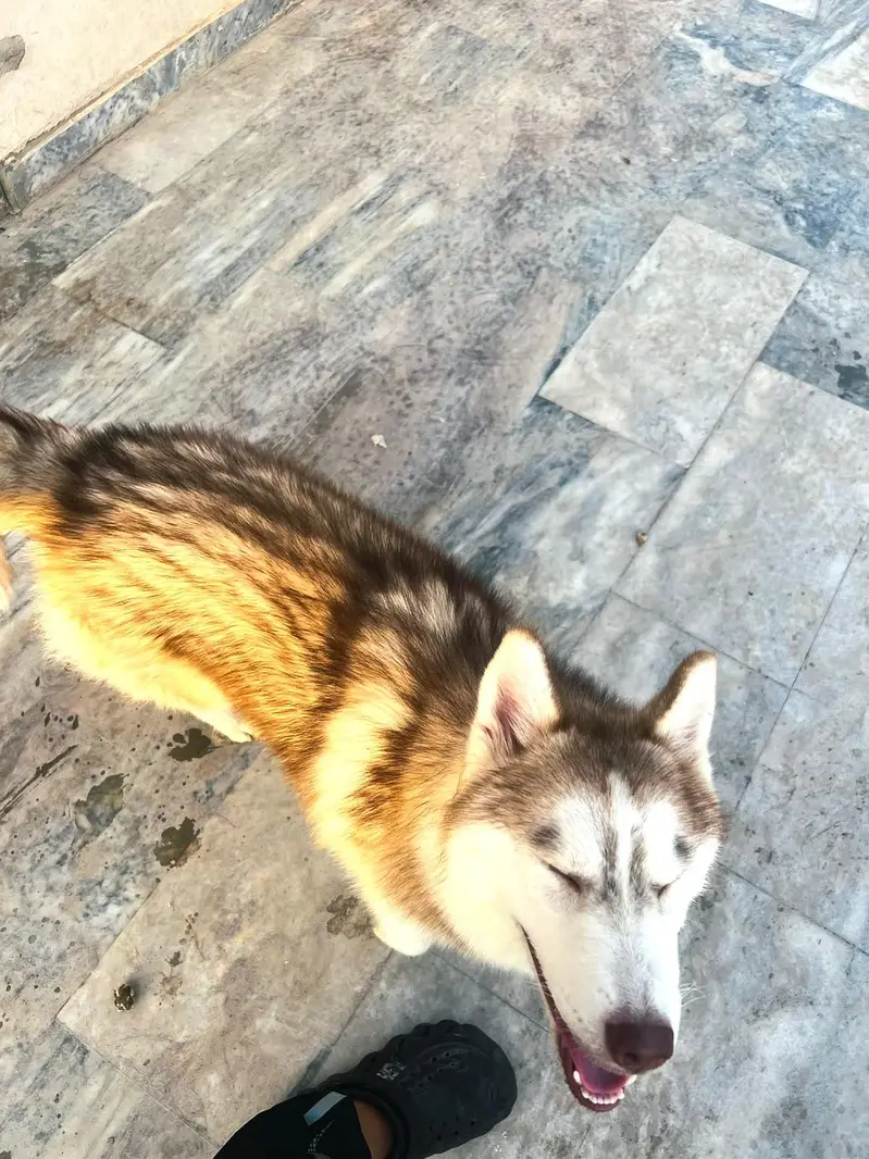 Siberian Husky pair 7 months age for sale — photo 9