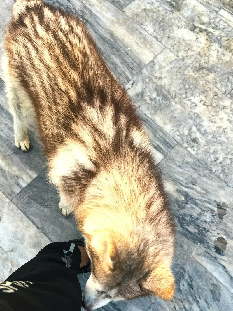 Siberian Husky pair 7 months age for sale — photo 10