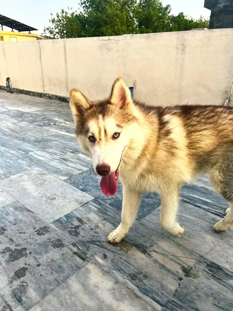 Siberian Husky pair 7 months age for sale — photo 11