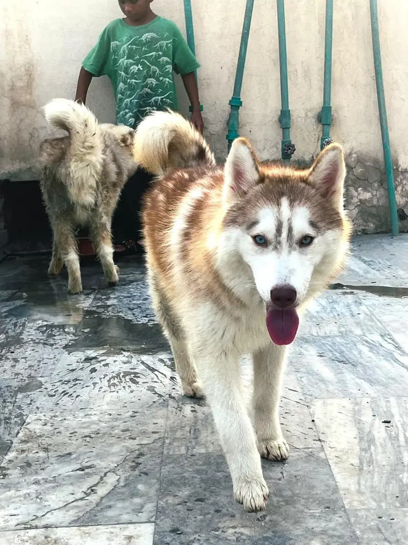 Siberian Husky pair 7 months age for sale — photo 12