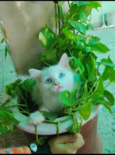 Cat for sale