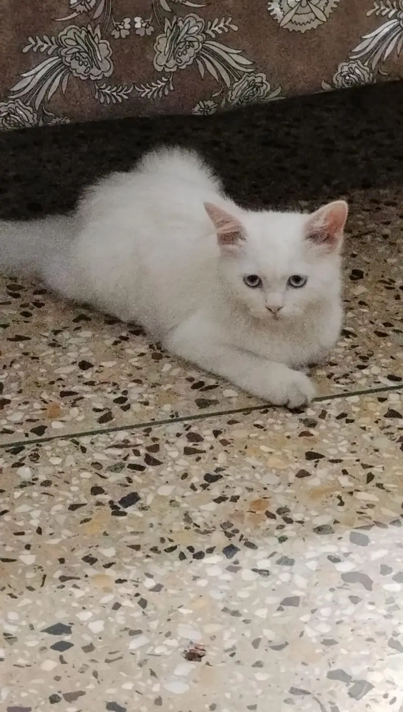 Cat for sale — photo 2