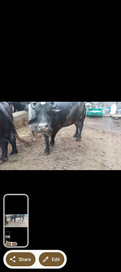 phelan jhotti 12kh dodh sath katti tazi sui hoi