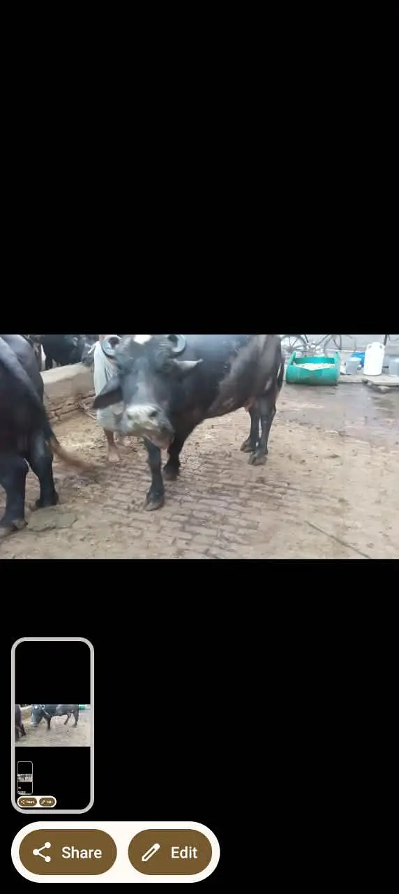 phelan jhotti 12kh dodh sath katti tazi sui hoi