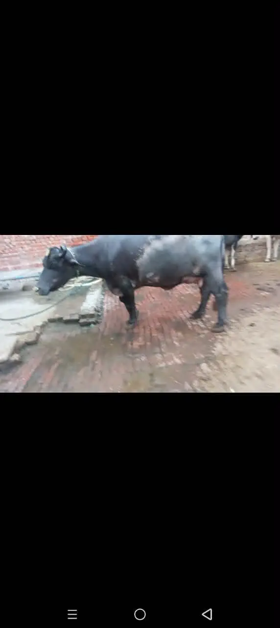 phelan jhotti 12kh dodh sath katti tazi sui hoi — photo 3