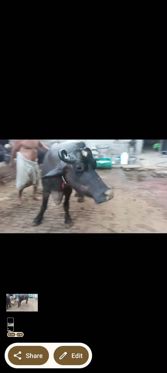 phelan jhotti 12kh dodh sath katti tazi sui hoi — photo 4