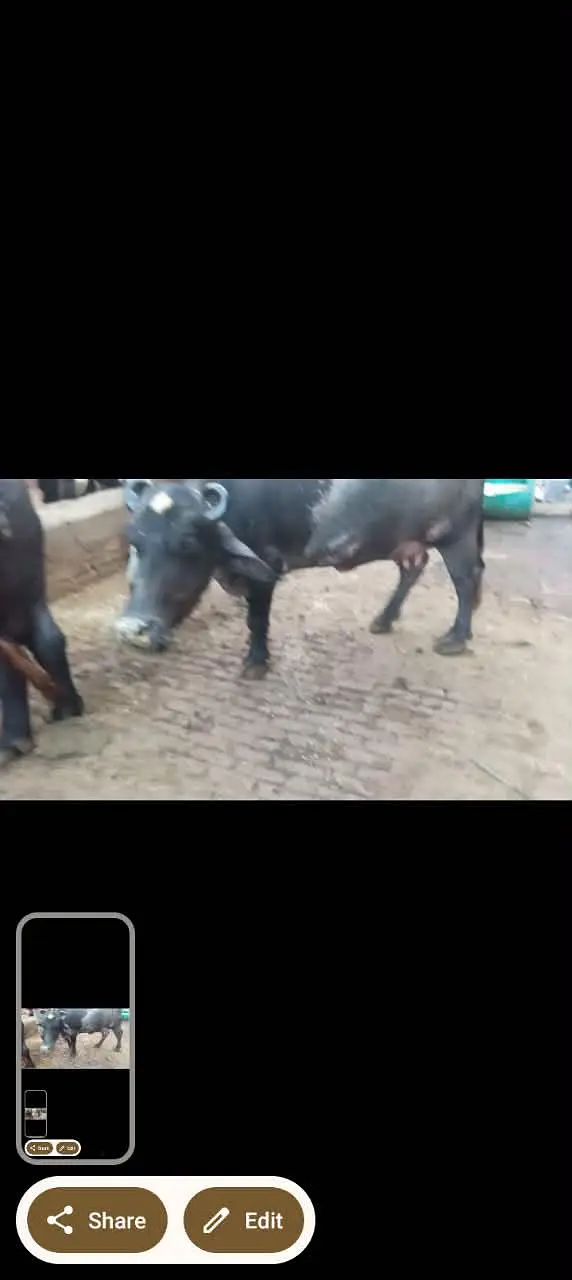 phelan jhotti 12kh dodh sath katti tazi sui hoi — photo 5