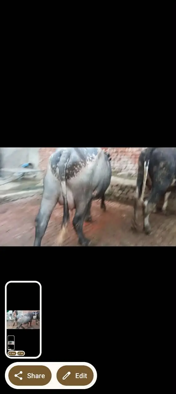 phelan jhotti 12kh dodh sath katti tazi sui hoi — photo 6