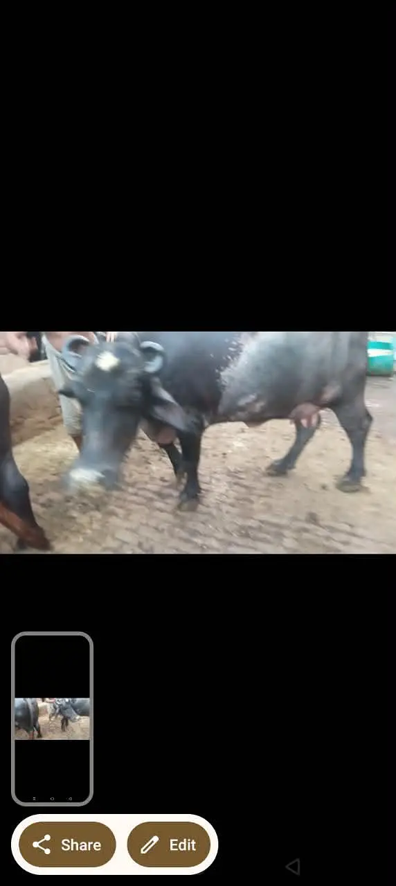 phelan jhotti 12kh dodh sath katti tazi sui hoi — photo 7