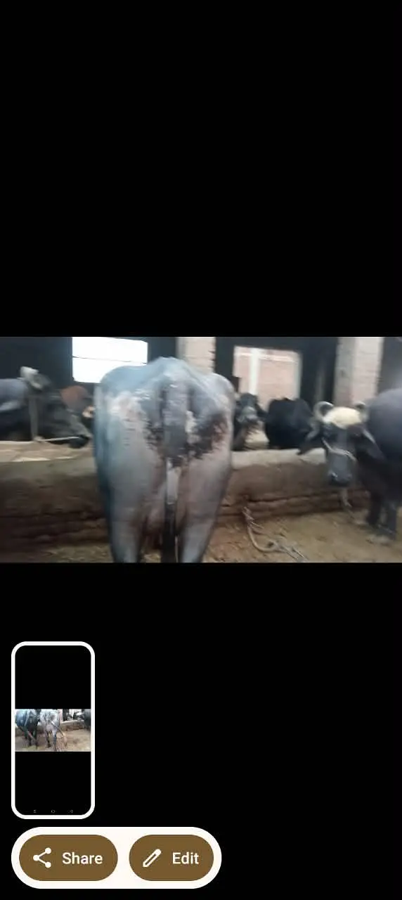 phelan jhotti 12kh dodh sath katti tazi sui hoi — photo 8