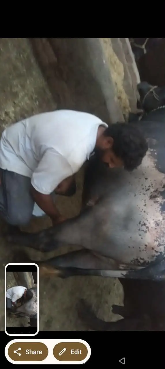 phelan jhotti 12kh dodh sath katti tazi sui hoi — photo 10