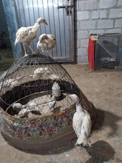 Heera chicks 3 and 4.5 month old