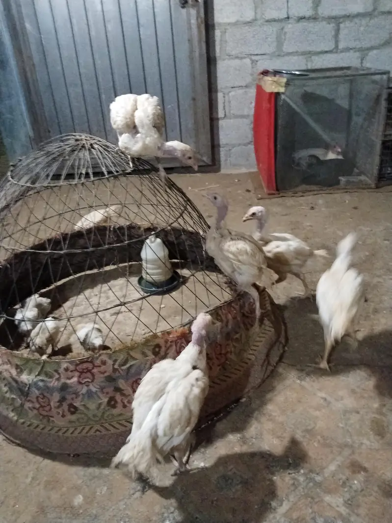 Heera chicks 3 and 4.5 month old — photo 2