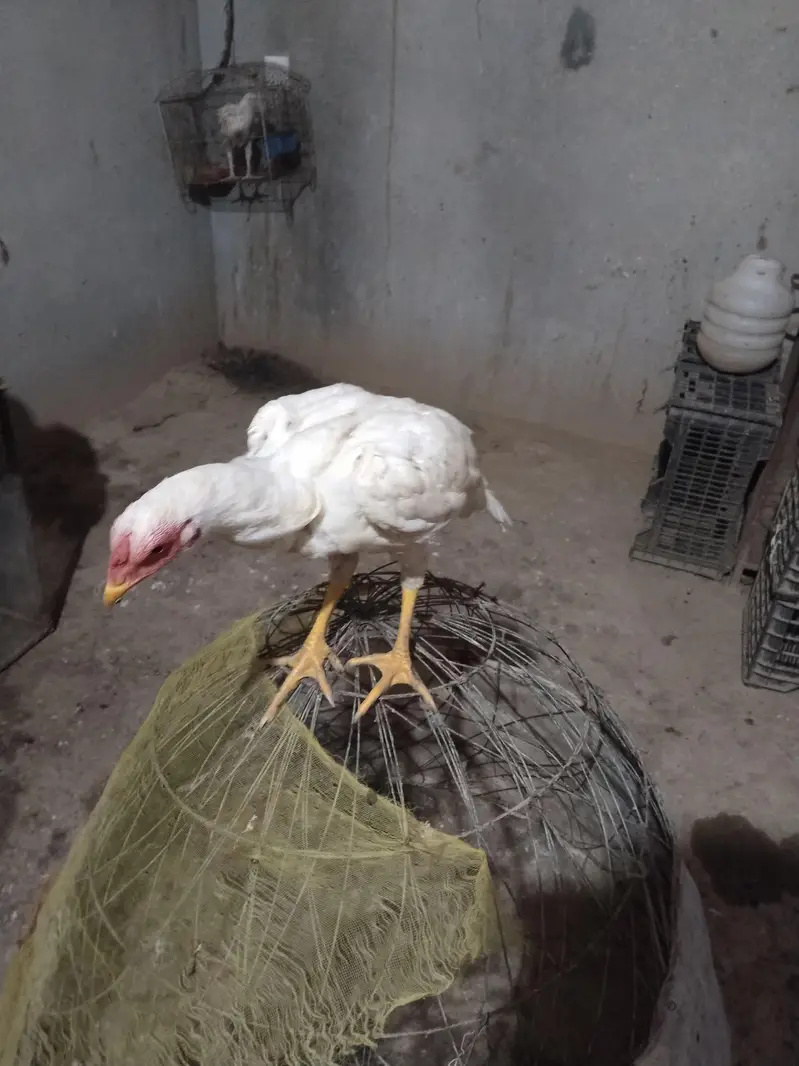 Heera chicks 3 and 4.5 month old — photo 3