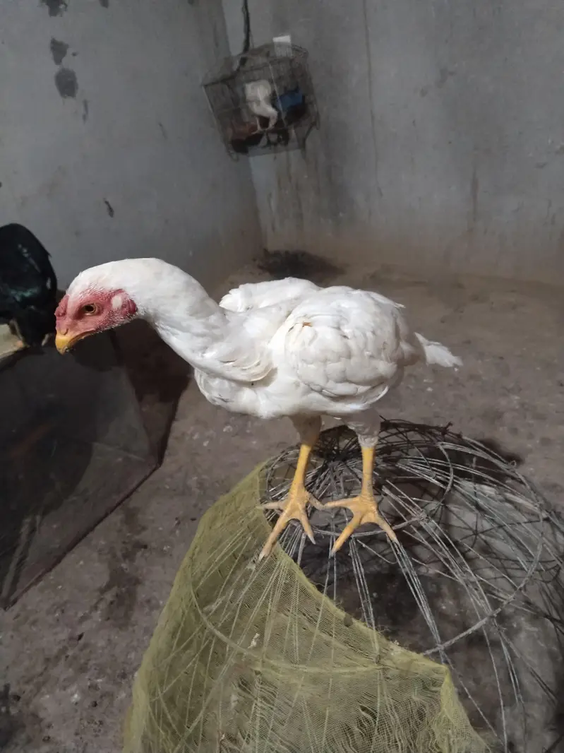 Heera chicks 3 and 4.5 month old — photo 4