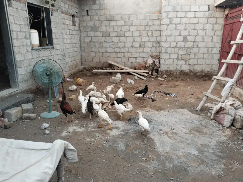 Heera chicks 3 and 4.5 month old — photo 5