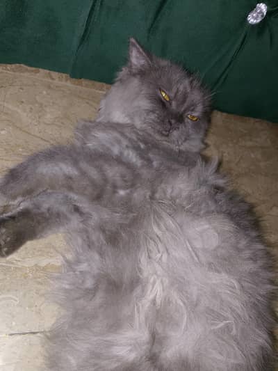 Persian gray cat