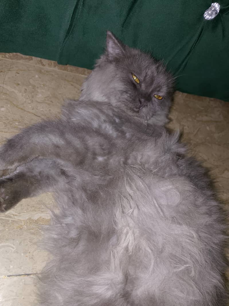 Persian gray cat 0