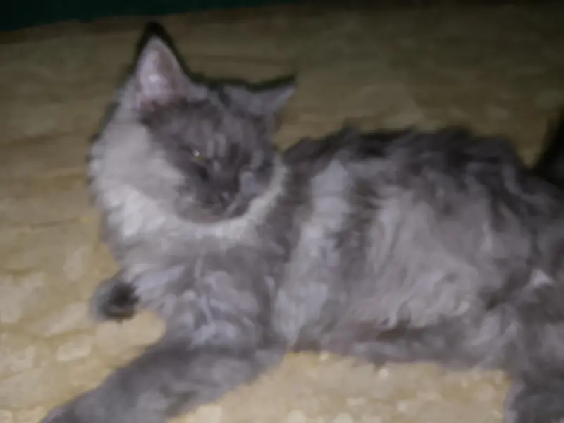 Persian gray cat — photo 2