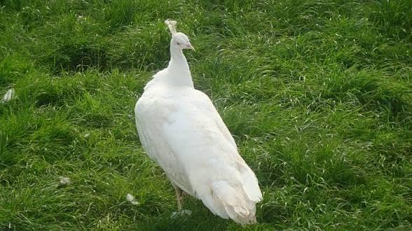 White peacock 0