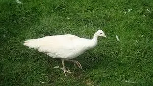 White peacock — photo 2