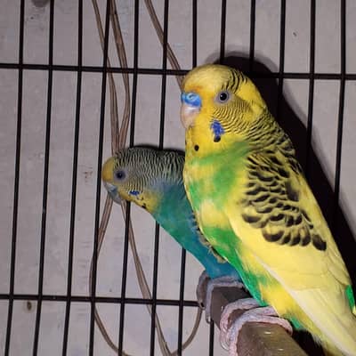 haldi aur active male or female