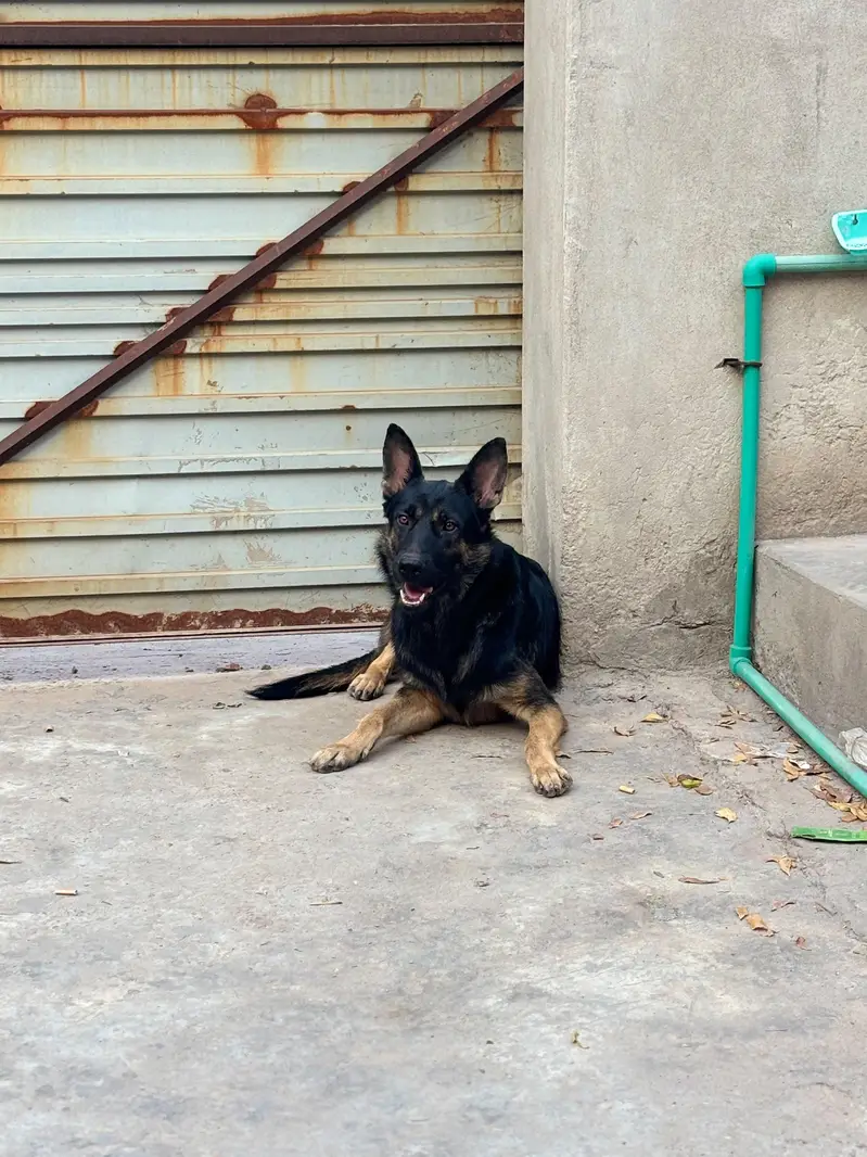 “Dog for Sale – Healthy & Active | Serious Buyers Only”