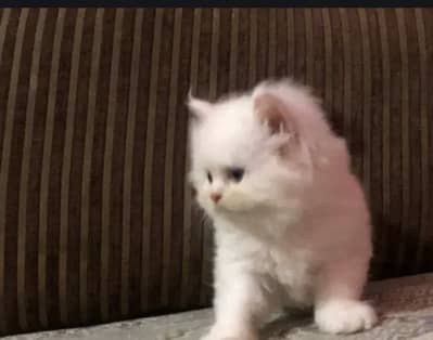 Persian kittens for sale 3 kittens  1 brown and white 2 white