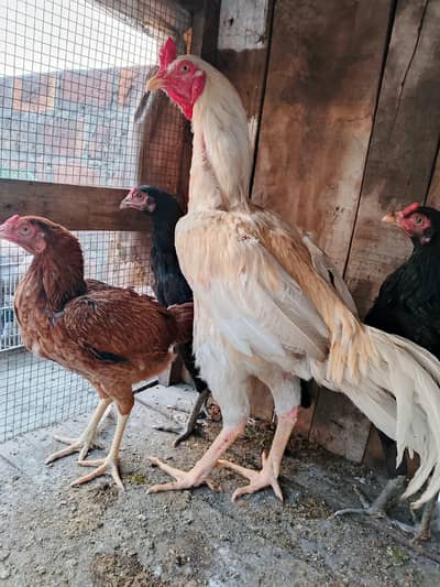 3 female Miawali 1 Male Jawa long hight 3 ft sari female egg de rhi h