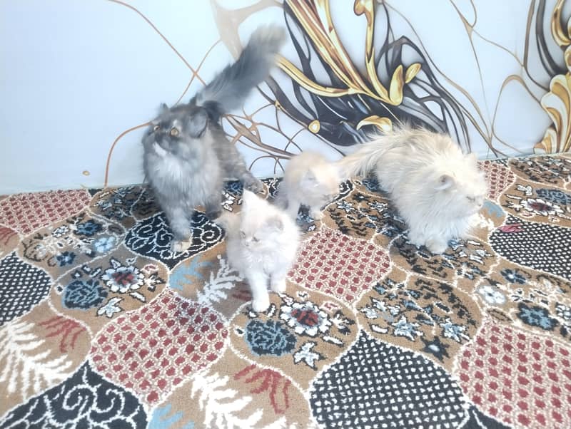 catss 2