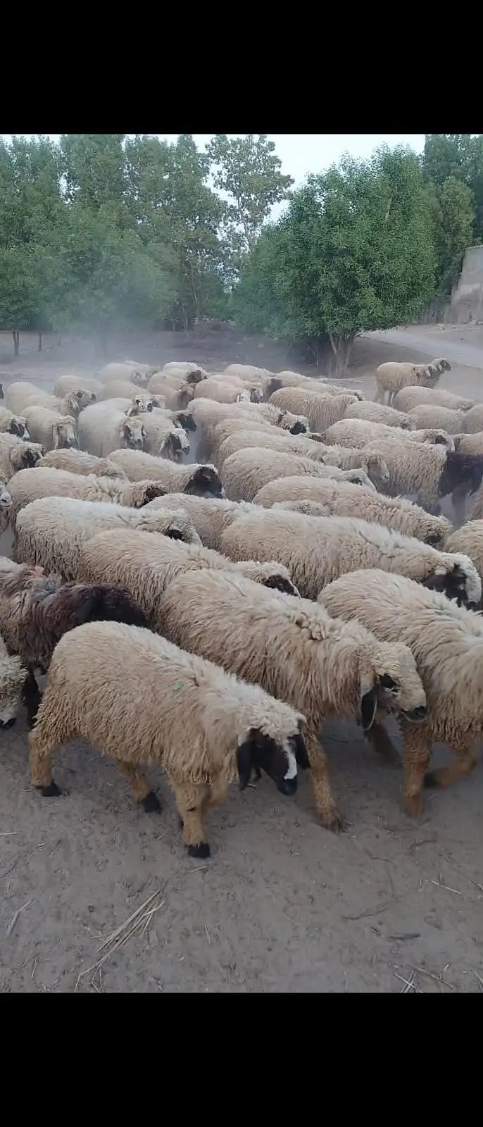 92 chahtry for sale