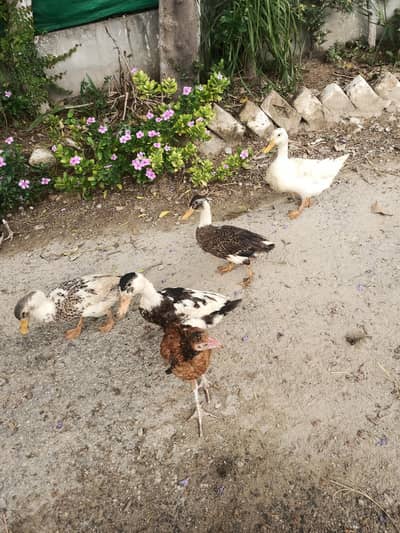 Ducks for sale
