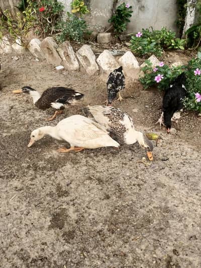 Ducks for sale