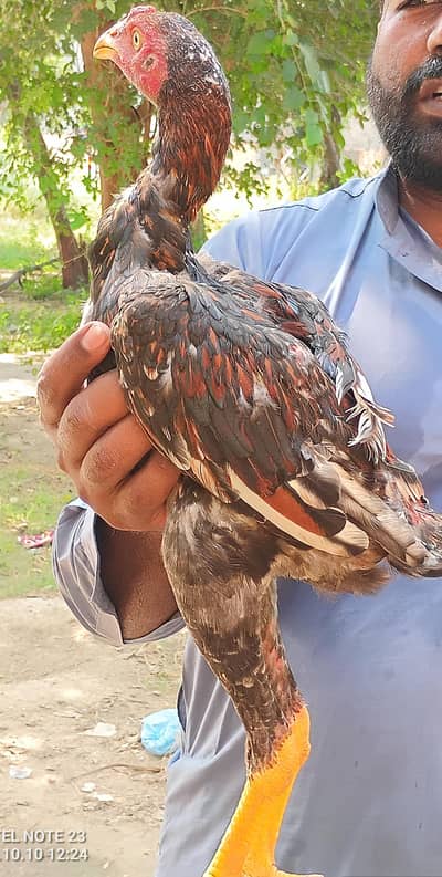 boht hi zabardast bachya ha