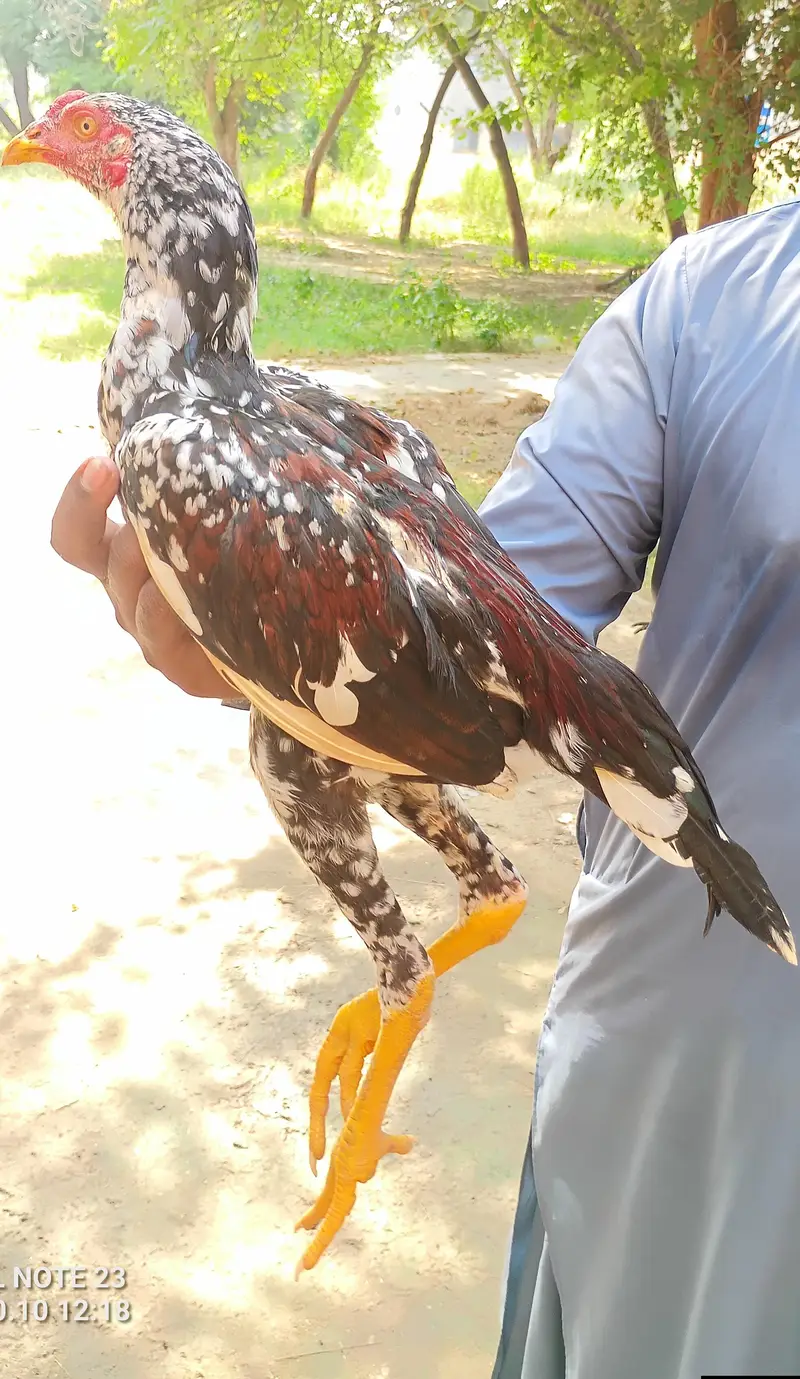 boht hi zabardast bachya ha — photo 2
