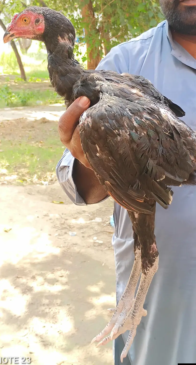 boht hi zabardast bachya ha — photo 3