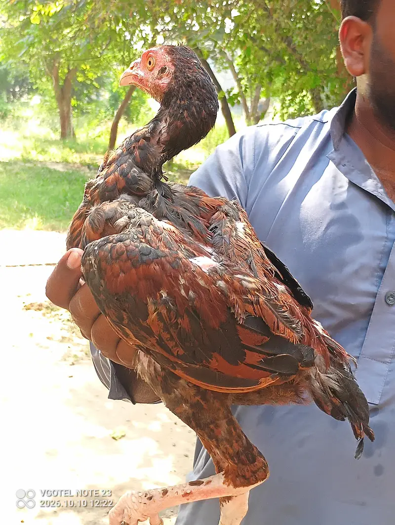 boht hi zabardast bachya ha — photo 4