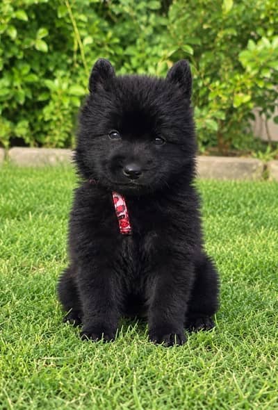gsd labra  husky top quality