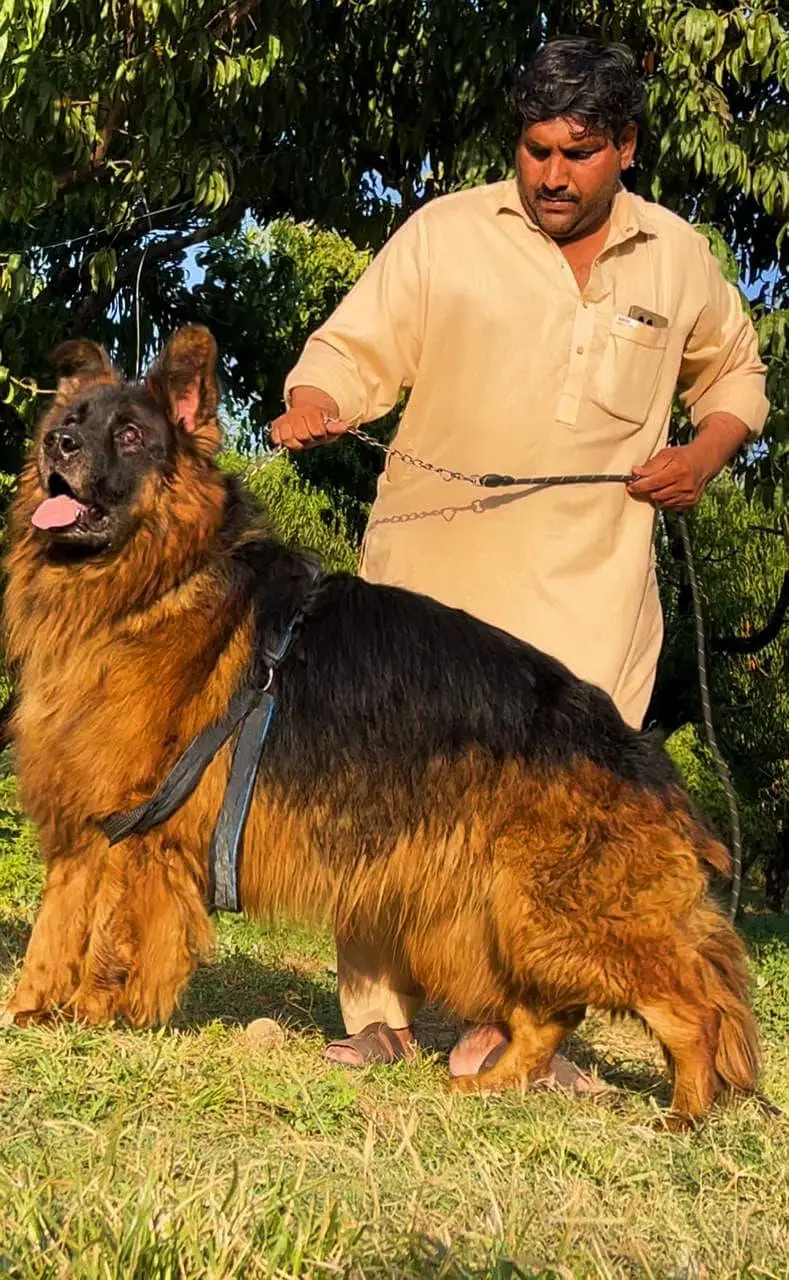 gsd labra  husky top quality — photo 2