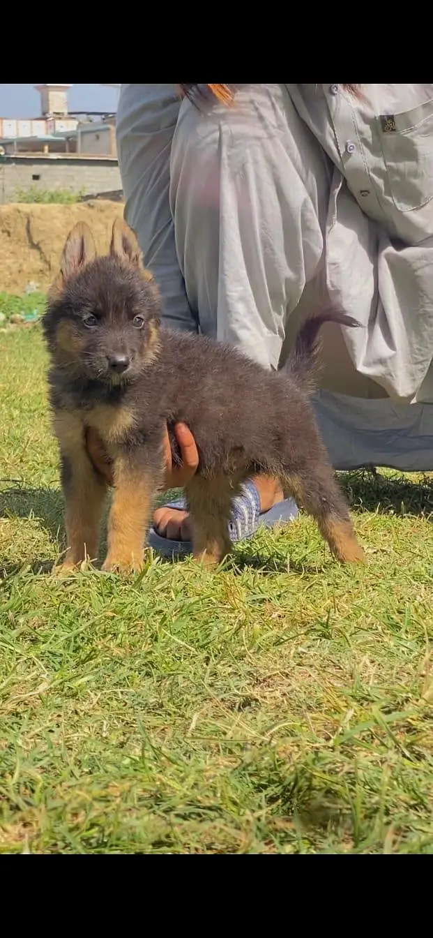 gsd labra  husky top quality — photo 4