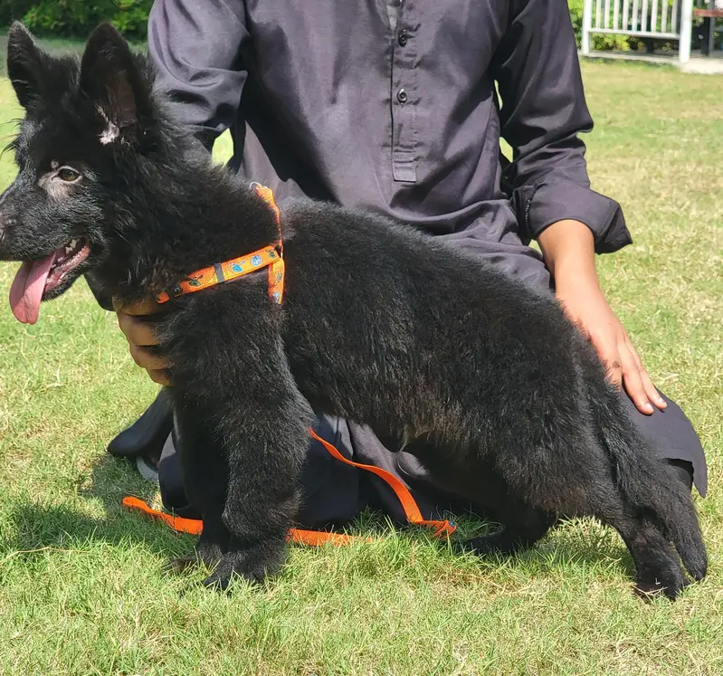gsd labra  husky top quality — photo 6