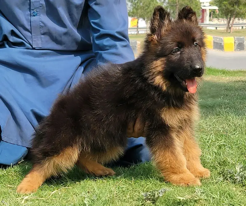 gsd labra  husky top quality — photo 7
