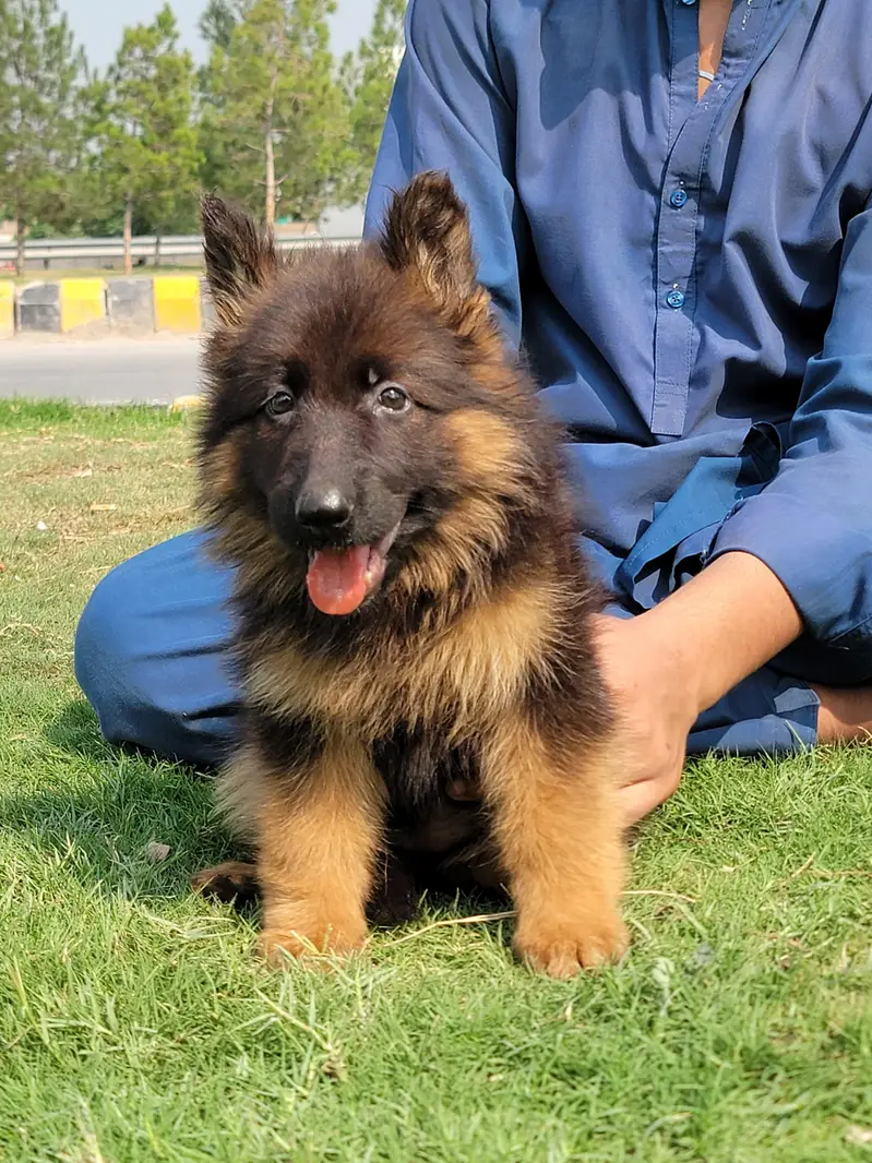 gsd labra  husky top quality — photo 10