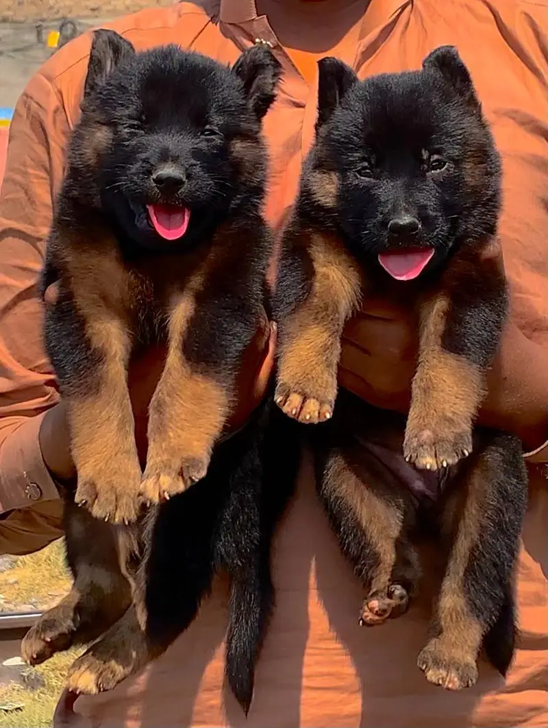 gsd labra  husky top quality — photo 11
